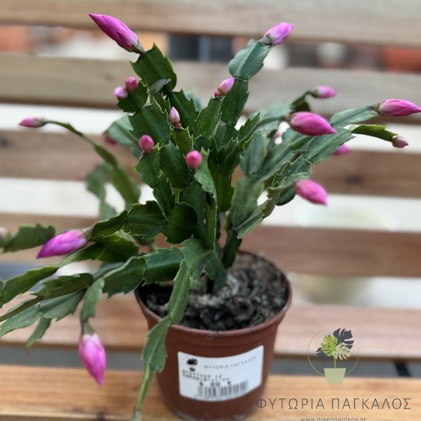 🌺 ΕΠΙΦΥΛΛΟ – Schlumbergera sp (Κάκτος των Χριστουγέννων) - 15 cm